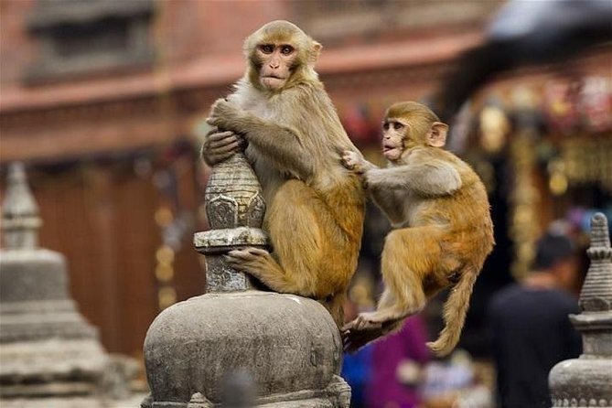 Private Day Trip to Abhaneri Stepwell & Monkey Temple from Jaipur - Getting out of Jaipur: the A/C ride that buys you energy