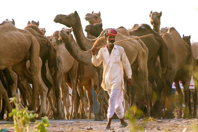 Private Day Trip to Pushkar From Jaipur - Camel country, desert light, and why timing matters