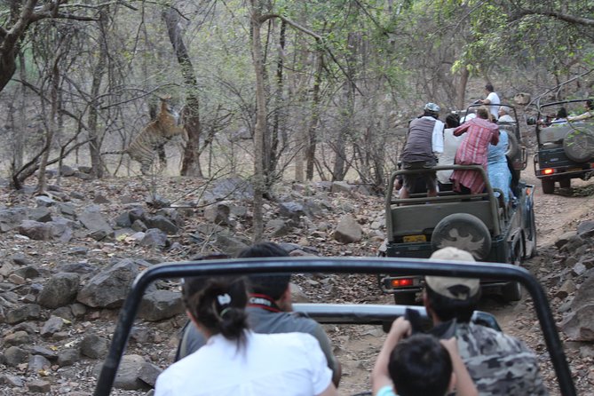 Private Full Day Trip to Ranthambore - A Private Ranthambore Day From Jaipur That Actually Cuts the Stress