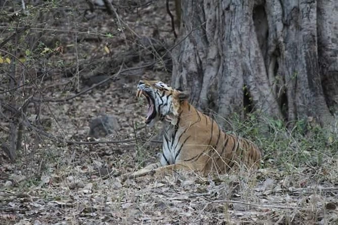 Private Full Day Trip to Ranthambore - The 8:30 Pickup: Timing Your Day Before the Park Rush