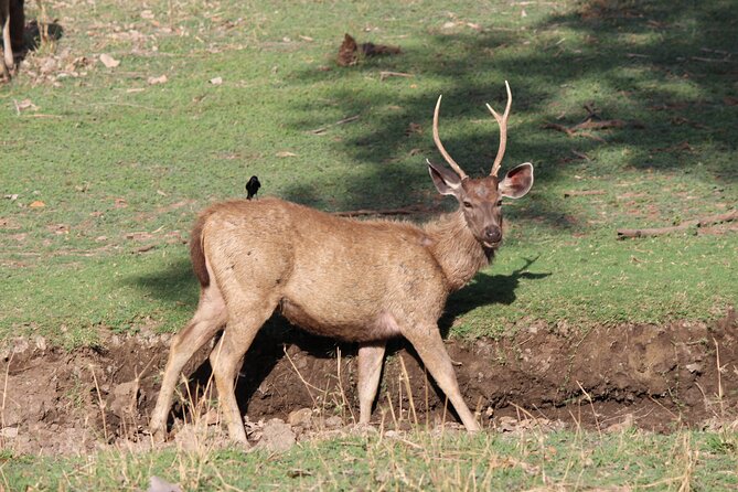 Private Full Day Trip to Ranthambore - Arrival, Check-In, and Getting Assigned for Safari Viewing