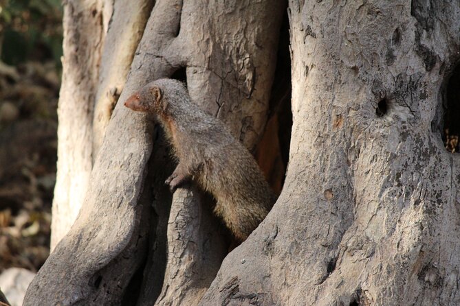 Private Full Day Trip to Ranthambore - Price and Value: What Your $50 Covers (and What It Doesn’t)