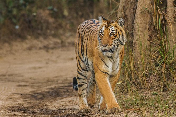 Private Tour to Sariska Tiger National Park by Car from Jaipur - Key things I’d note before you book