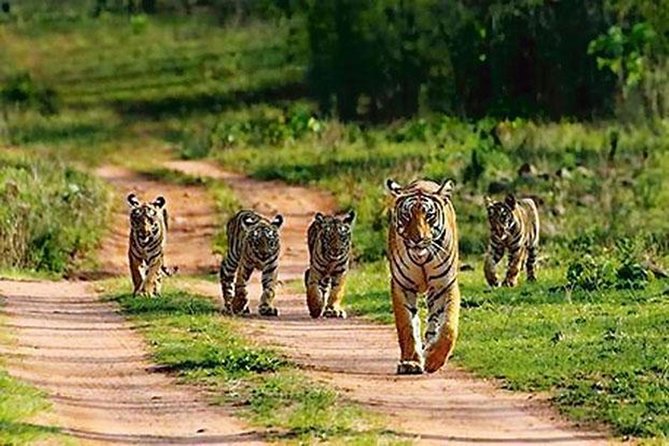 Private Tour to Sariska Tiger National Park by Car from Jaipur - How the Jaipur to Sariska day trip really runs