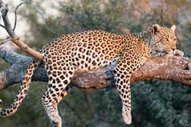 Private Tour to Sariska Tiger National Park by Car from Jaipur - Getting tickets and lining up: the part people trip on
