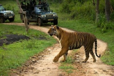 Private Tour to Sariska Tiger National Park by Car from Jaipur - The AC car comfort you actually feel (and what group size changes)