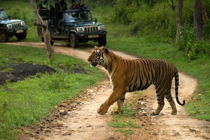 Private Tour to Sariska Tiger National Park by Car from Jaipur - The AC car comfort you actually feel (and what group size changes)