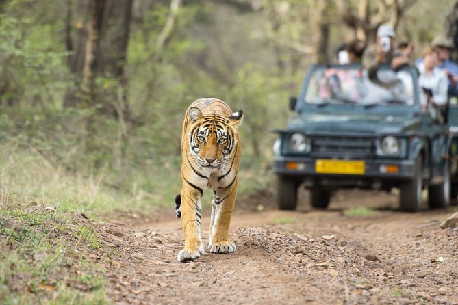 Ranthambore Wildlife Safari Tour From Jaipur Including Transfers - The basic idea: a tiger-focused day trip that starts in Jaipur