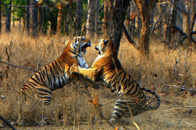 Ranthambore Wildlife Safari Tour From Jaipur Including Transfers - Ranthambore safari time: scanning for Machli and more