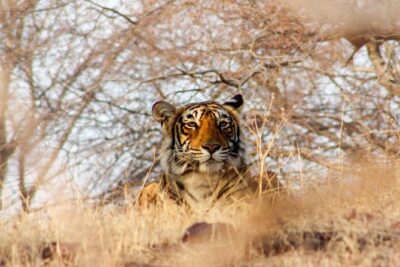 Ranthambore Wildlife Safari Tour From Jaipur Including Transfers - Ranthambore’s landmarks: the fort, the temple, and Padam Talao Lake