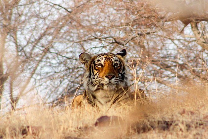 Ranthambore Wildlife Safari Tour From Jaipur Including Transfers - Ranthambore’s landmarks: the fort, the temple, and Padam Talao Lake