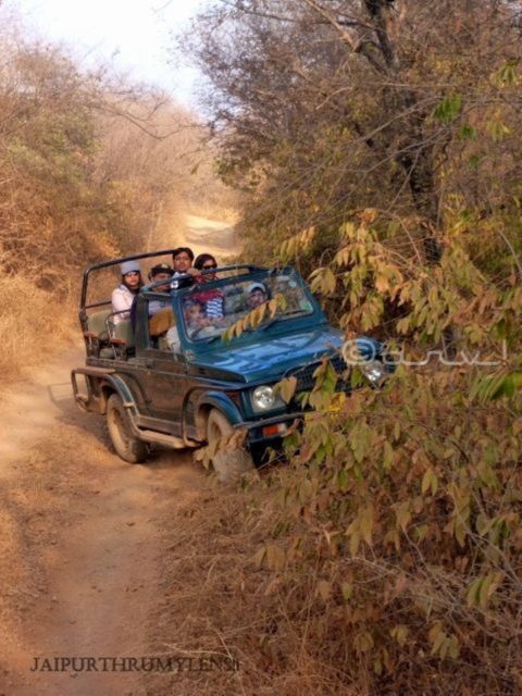 Ranthambore WildLife (tiger safari)Full Day Tour From Jaipur - Key highlights at a glance
