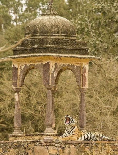 Ranthambore WildLife (tiger safari)Full Day Tour From Jaipur - The day-by-day flow: what actually happens