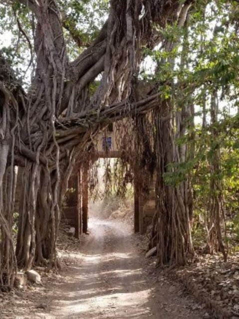 Ranthambore WildLife (tiger safari)Full Day Tour From Jaipur - Price and value: what you’re paying for