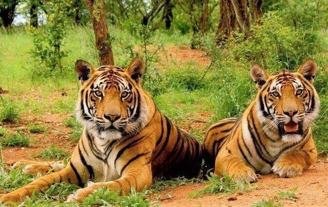 Sariska Tiger Reserve Safari tour from Jaipur - A 7–9 Hour Safari Day from Jaipur: What You’re Really Booking