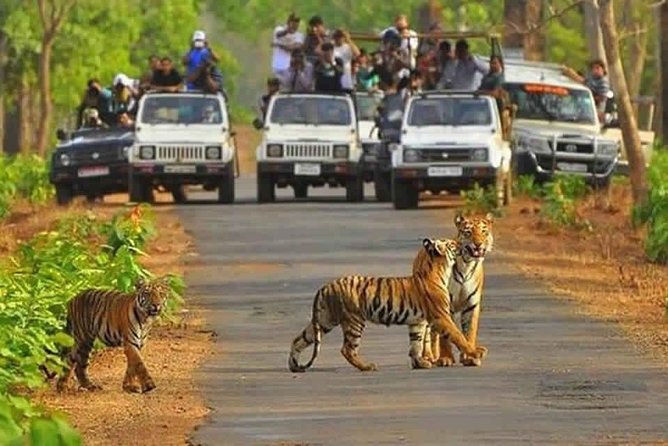 Sariska Tiger Reserve Safari tour from Jaipur - Getting Picked Up in Jaipur: Transfer Options and the Reality of Time
