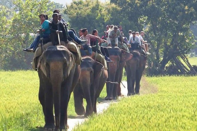 Sariska Tiger Reserve Safari tour from Jaipur - Jeep vs Canter Safari: Seats, Sharing, and Why It Can Change Your Mood