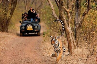 Sariska Tiger Reserve Safari tour from Jaipur - Sariska Tiger Reserve: What You’re Going In For (Bigger Cats and Birds)