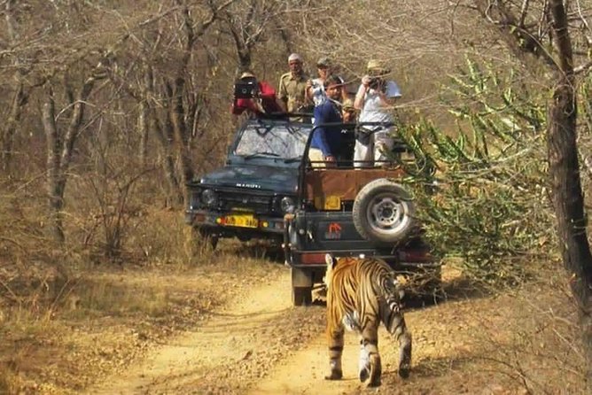 Sariska Tiger Reserve Safari tour from Jaipur - Price and Value: What $51.07 Really Buys (and What It Doesn’t)